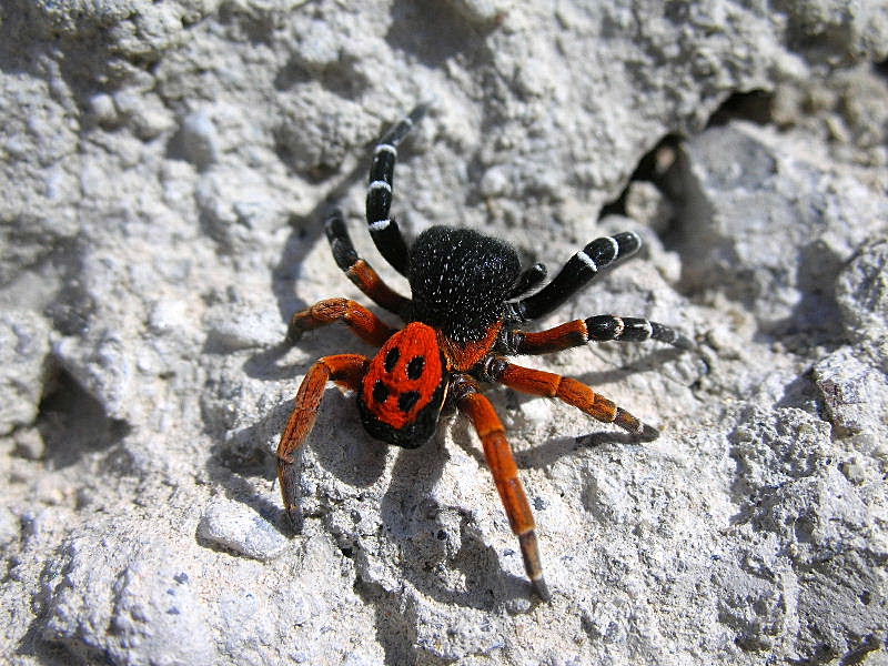Eresus sp.